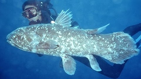 Living Fossils, Evolution