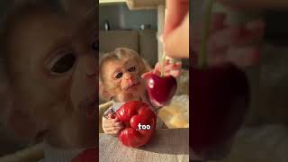 A smart and adorable little monkey#tiktok #fyp #foryou #animals #cute