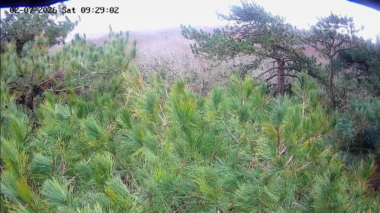 Hengistbury Head Live Stream