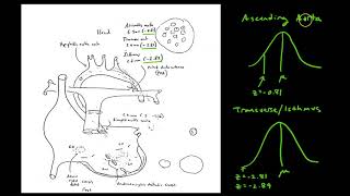 Module 3 Example of Zscore/Percentile/EmpiricalRule: Video #10