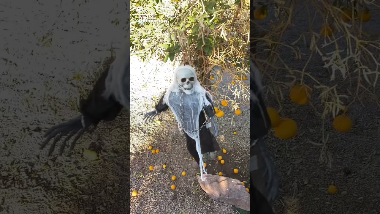 Taking Halloween decorations down *dumb ‘spooky audio’ * YouTube