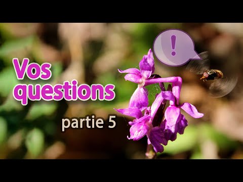 Your questions: The channel, videos, us, miscellaneous - FAQ 5