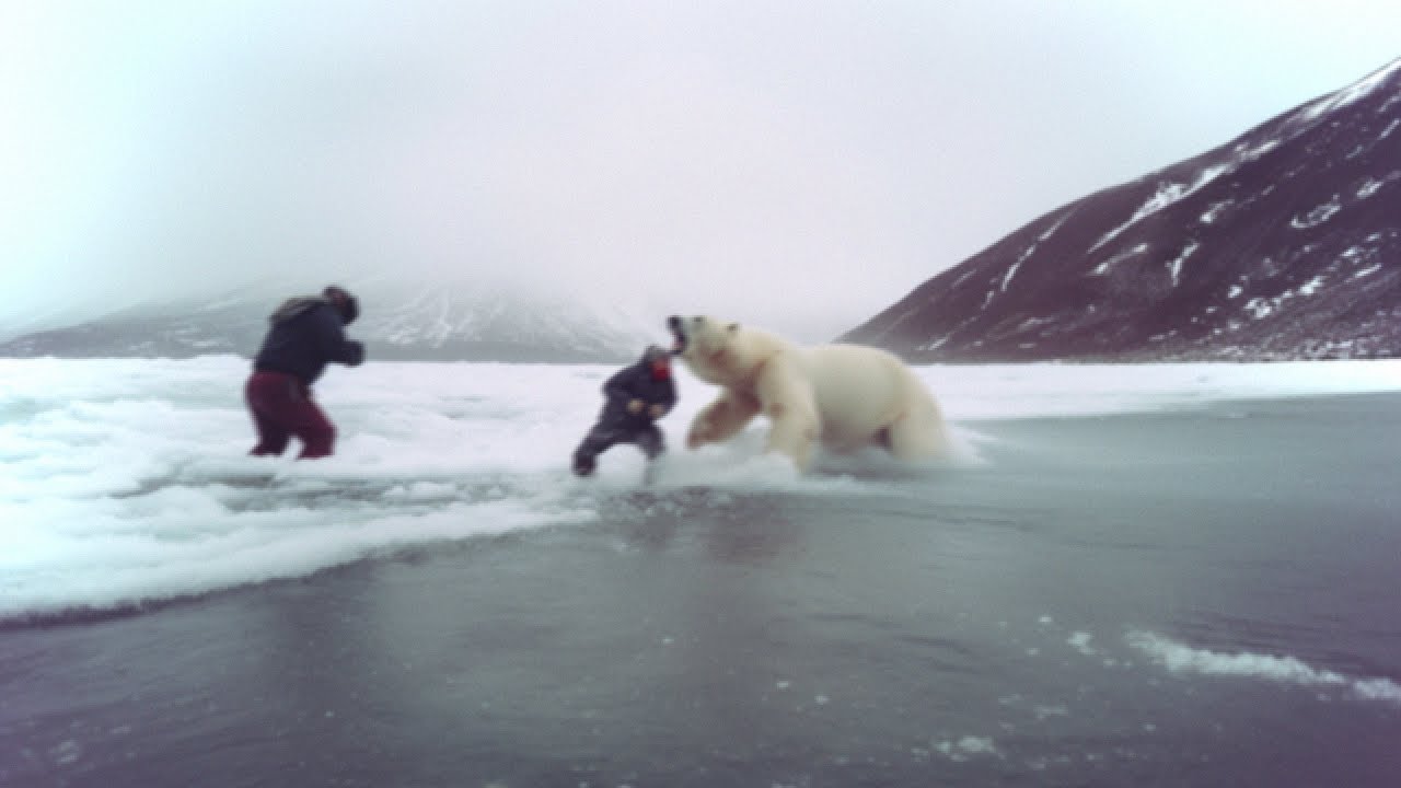 The Terrifying Last Minutes of Photographer Tom Willis (Polar Bear