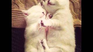 201 Ways Cats Can Make You Rich