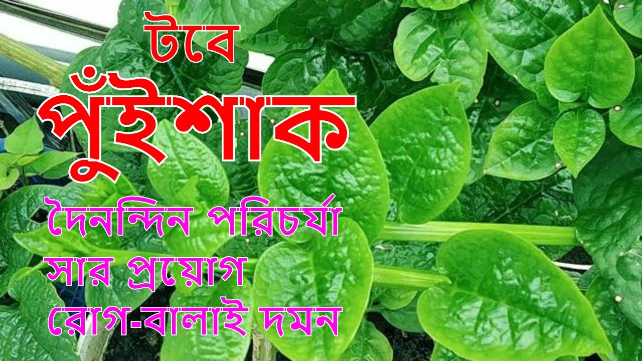 টবে পুইশাক চাষ (Puishak in pot) II Bangla YouTube