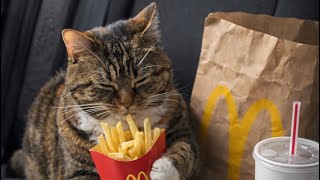 Ninja Gnocchi Tries Mcdonalds