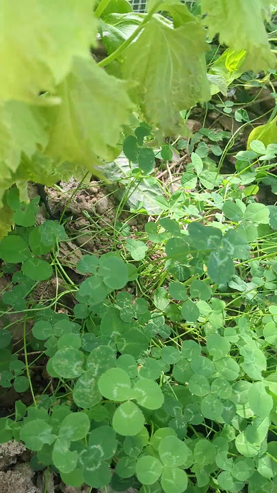 Finding small Friends in the Garden is Amazing #gardening #animals