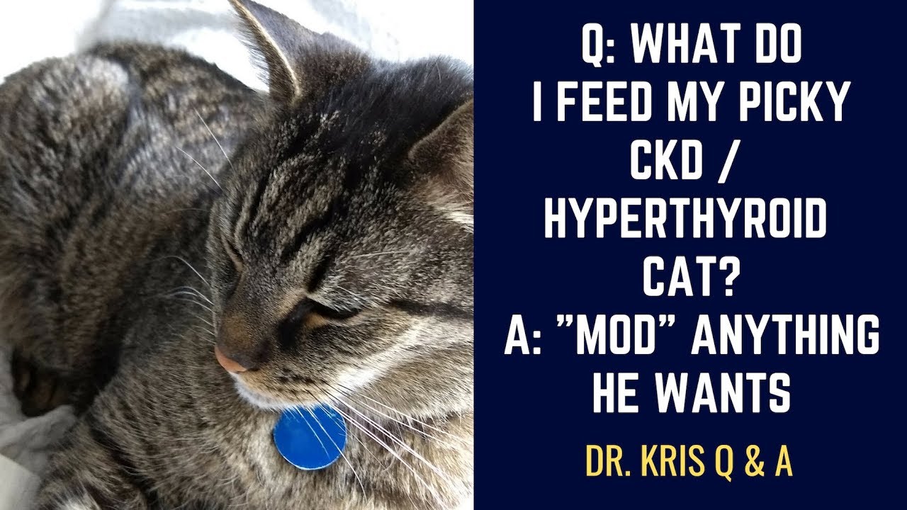 Q: What do I feed my picky CKD and Hyperthyroid cat? Anything he wants