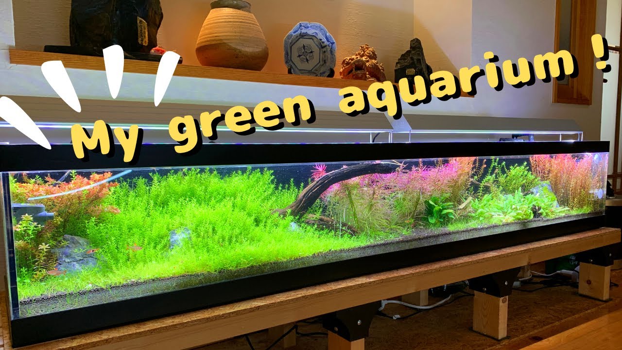 180cm水草水槽を見ながら、ダラダラ話す。Talking about my green