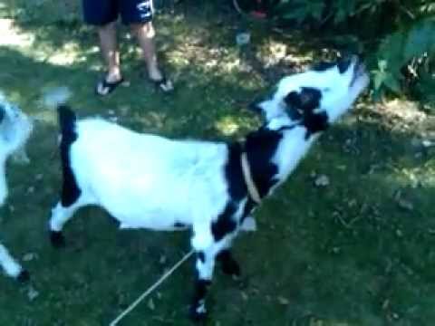 funny-goat-face