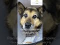 РЕКВИЗИТЫ В ШАПКЕ ПРОФИЛЯ. Не будьте равнодушными… #рек #рекомендации #помощьбездомным #приют