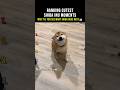 Ranking Cutest Shiba Inu Moments
