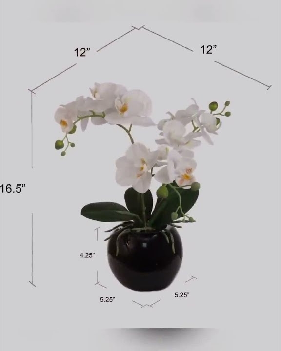 18 Inch Phalaenopsis Orchid Floral Arrangement in Decorative Black Ceramic Vase  14 Inch Diameter
