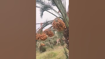 Powerful Dua #القرآن_الكريم #راحة_نفسية #تلاوة_خاشعة beautiful voice video shot ♥️