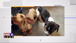 Dogs abandoned in Walmart parking lot, police identify suspect