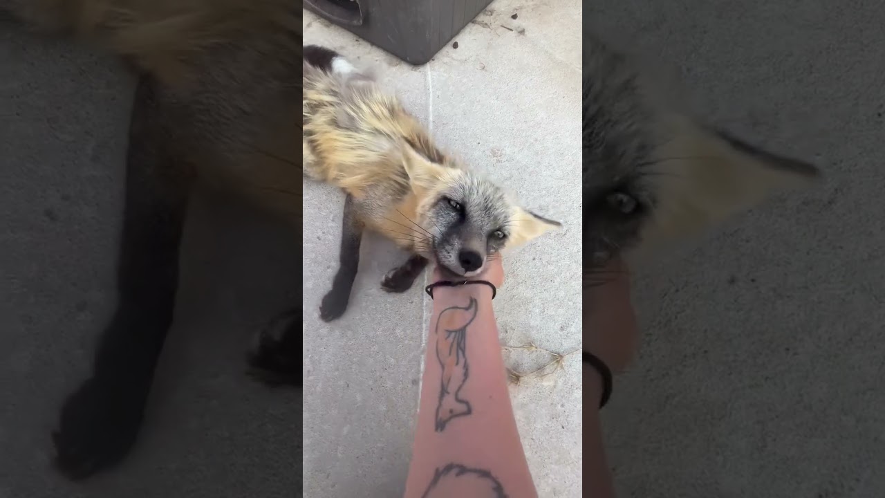 Wishing everyone a marvelous memorial Monday from Milo Fox!