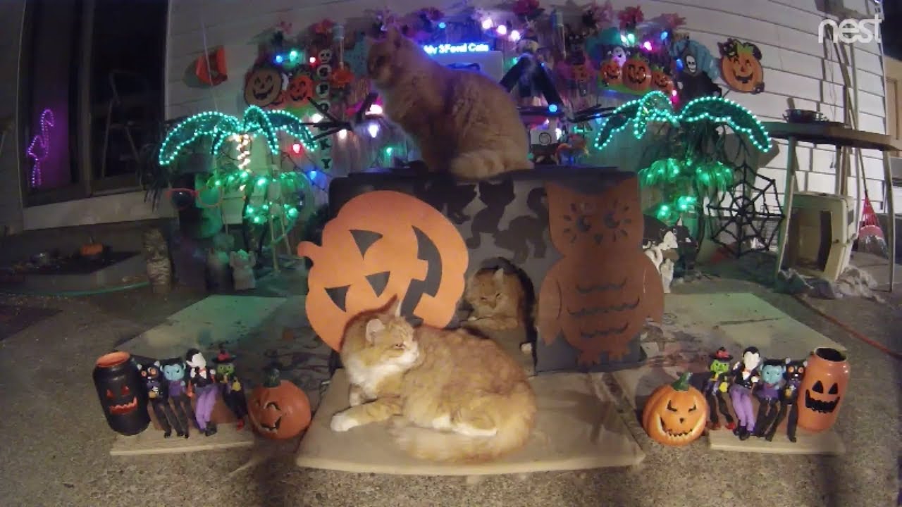 cat condo 2 mod apk Raccoon comes to visit one autumn night, no tricks or treats for you dude! (M3FC 0804)