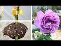 7 tips for breeding roses that few people know | rose plant growing tips