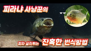 죽도록 쳐맞아야 번식하는 물고기