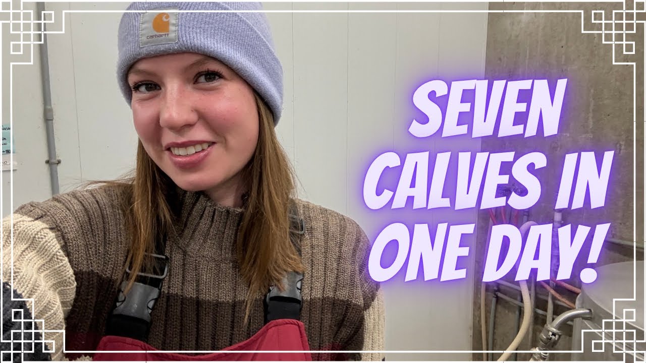 СЕМЬ телят за один день!
