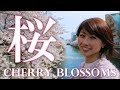 Beautiful Sakura along the Meguro River 目黒川の桜!