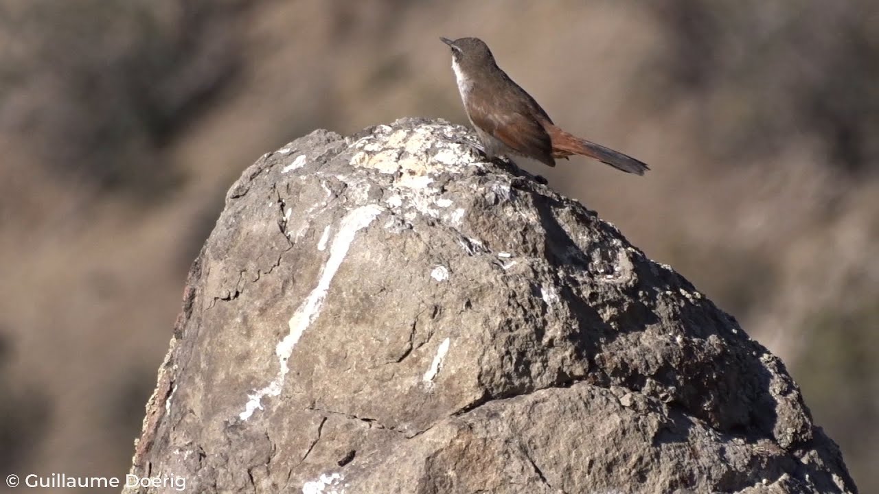 Crag Chilia (Ochetorhynchus melanurus) | Chiricoca | Cerro Manquehue, Santiago (CHILE)