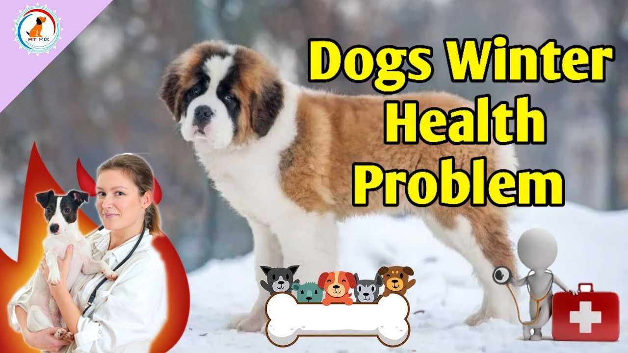 Dogs Winter Health Problems / Puppy winter care tips in Hindi / Dog health problems and