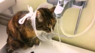 Кот пьет воду из конуса на голове Прикол 24.12.15 Кот пьет воду из конуса на голове Прикол 24.12.15