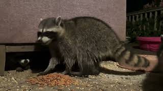 Raccoon Family 🦝🦝🦝 Mother, Weebil, and the Sidewinder by soarornor 298 views 1 month ago 2 minutes, 26 seconds