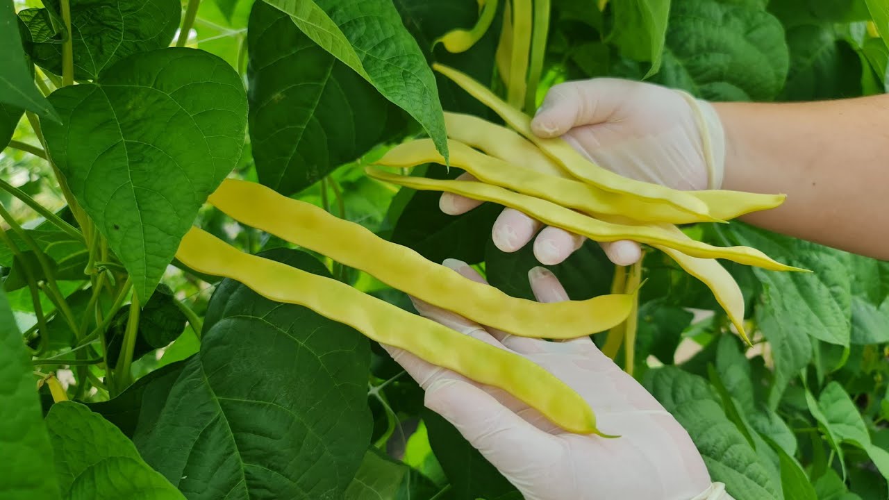 Как вырастить стручковую фасоль и иметь ее в саду весь сезон? Сеять еще не поздно!