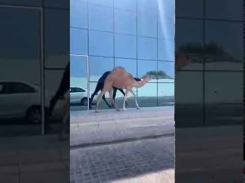 فيديو أحد الجمال السائبة يتجو ل بجوار أحد البنوك التجارية بالسعودية 