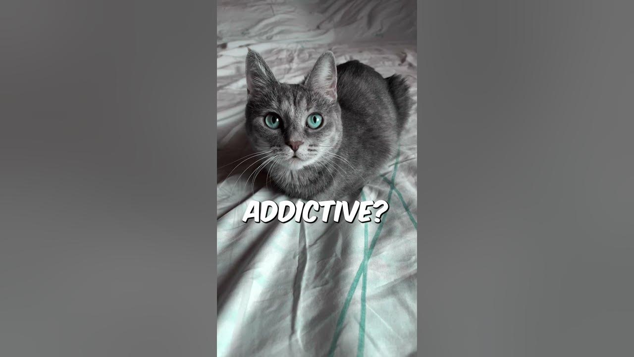 Can Cats Get Addicted To Catnip YouTube can-cats-get-addicted-to-catnip-youtube