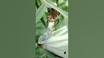 Spider Wins | Butterfly vs. Spider | Caught in the Web | Nature