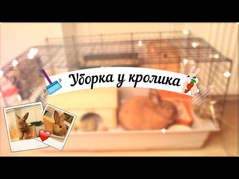 ГЕНЕРАЛЬНАЯ УБОРКА В КЛЕТКЕ У КРОЛИКА / КАК Я УБИРАЮСЬ У СВОЕГО КРОЛИКА? / УБОРКА КЛЕТКИ