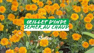 Reussir Le Semis Des Oeillets Dinde