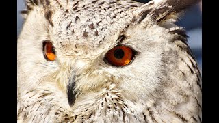 Uhu Owl Sound | Uhu Owl Sound Effect | Owl Noises | Nature Sounds | No Music