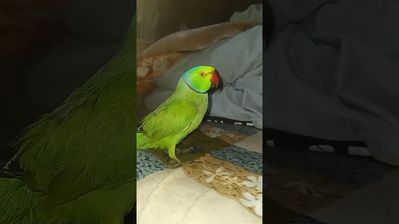 Super parrot