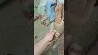 full beard bakra