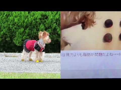視力検査疑惑