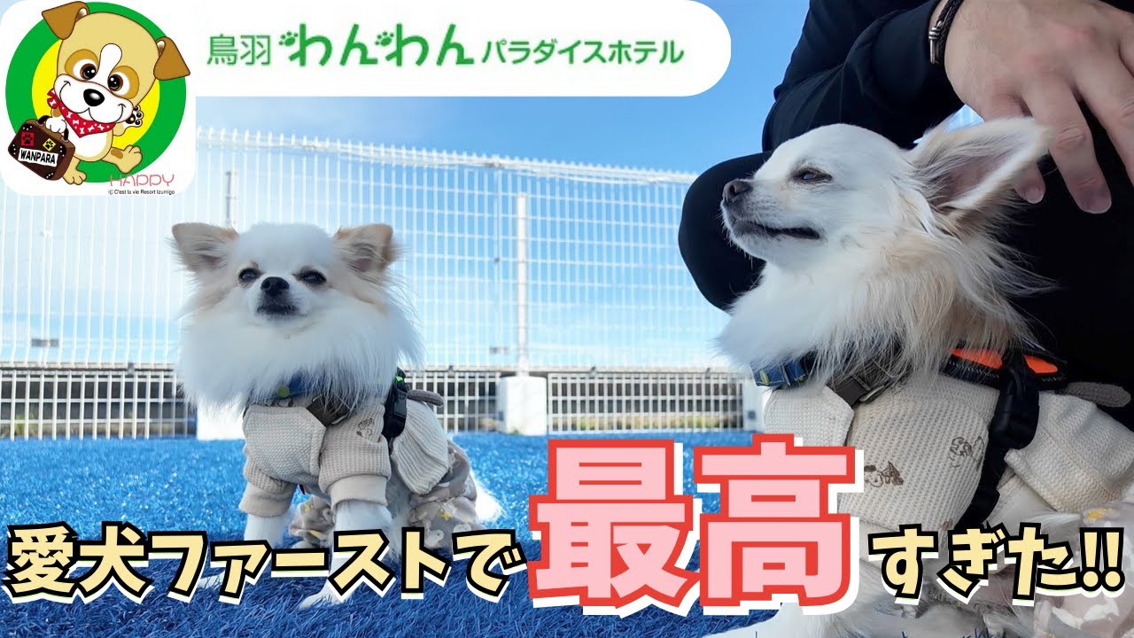 【鳥羽わんわんパラダイス 後編🐶】愛犬ファーストなホテルが最高すぎました‼︎ 青空の元、屋上ドッグランで遊ぶ愛犬2匹が可愛すぎました✨