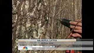 Nbc News Video Birch Sap Wine A Sell Out In Latvia With Dara Brown