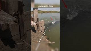 KENAK KAIL LANGSUNG TANTRUM IKANNYA #mancing #kakapputih #barramundi #tambak #fishing #shorts