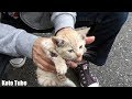 カラスに襲われた野良子猫を保護!足に傷跡が残る子猫のキロ!
