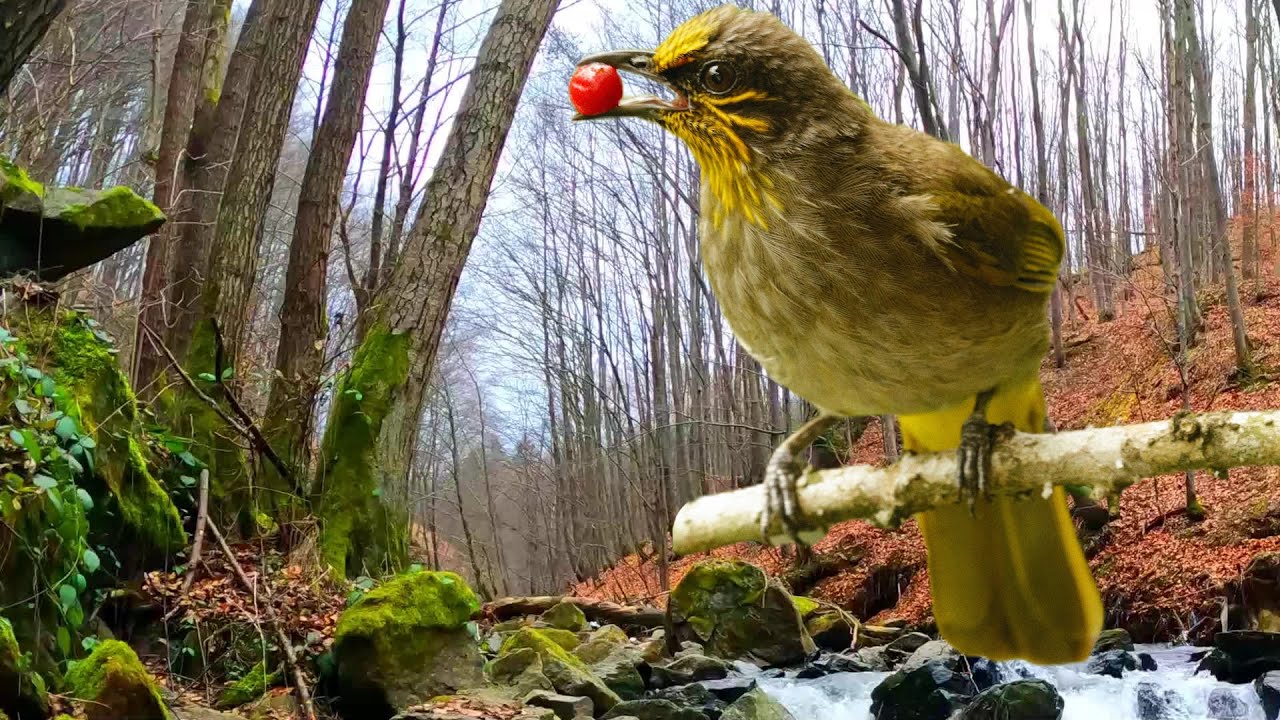 Calming Birds Chirping Ambience || Relaxing Bird Sounds Heal Stress ...