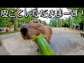 カピバラさんが大好きなトウモロコシ持って行ってあげたのに・・・Capybara eat Corn
