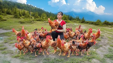 Harvest Many Roosters for Sale – DIY Iron Cage for Raising Quails