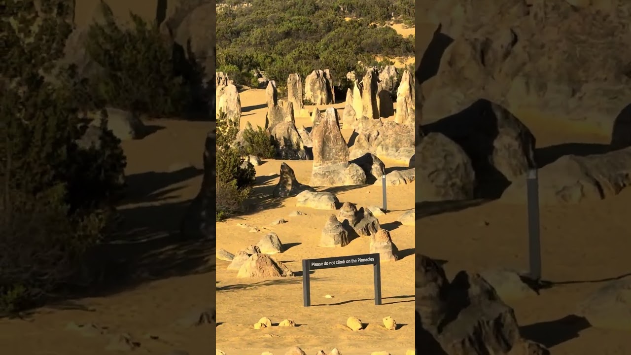 The pinnacles go on and on Outside of Perth Australia, a must do shore excursion or Viator