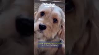 Lomito Enternece Tras Regao o Te Vas Pa La Finca fly  noticias  y  viralshort  fly