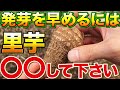 【発芽が良くなる】里芋栽培で種芋を発芽させた方がいい理由とそのやり方について