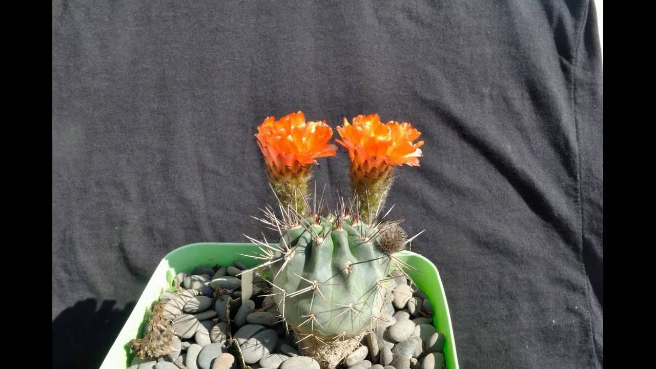 Acanthocalycium variiflorum - YouTube